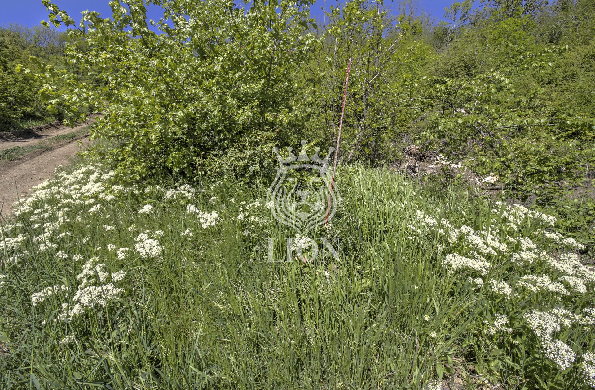 Участок 10.02 сот. ИЖС, Лаванда — фото 16